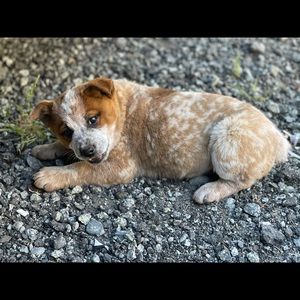 Meet your Posher, Brittney